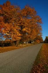 Plan a Fall Foliage Foray