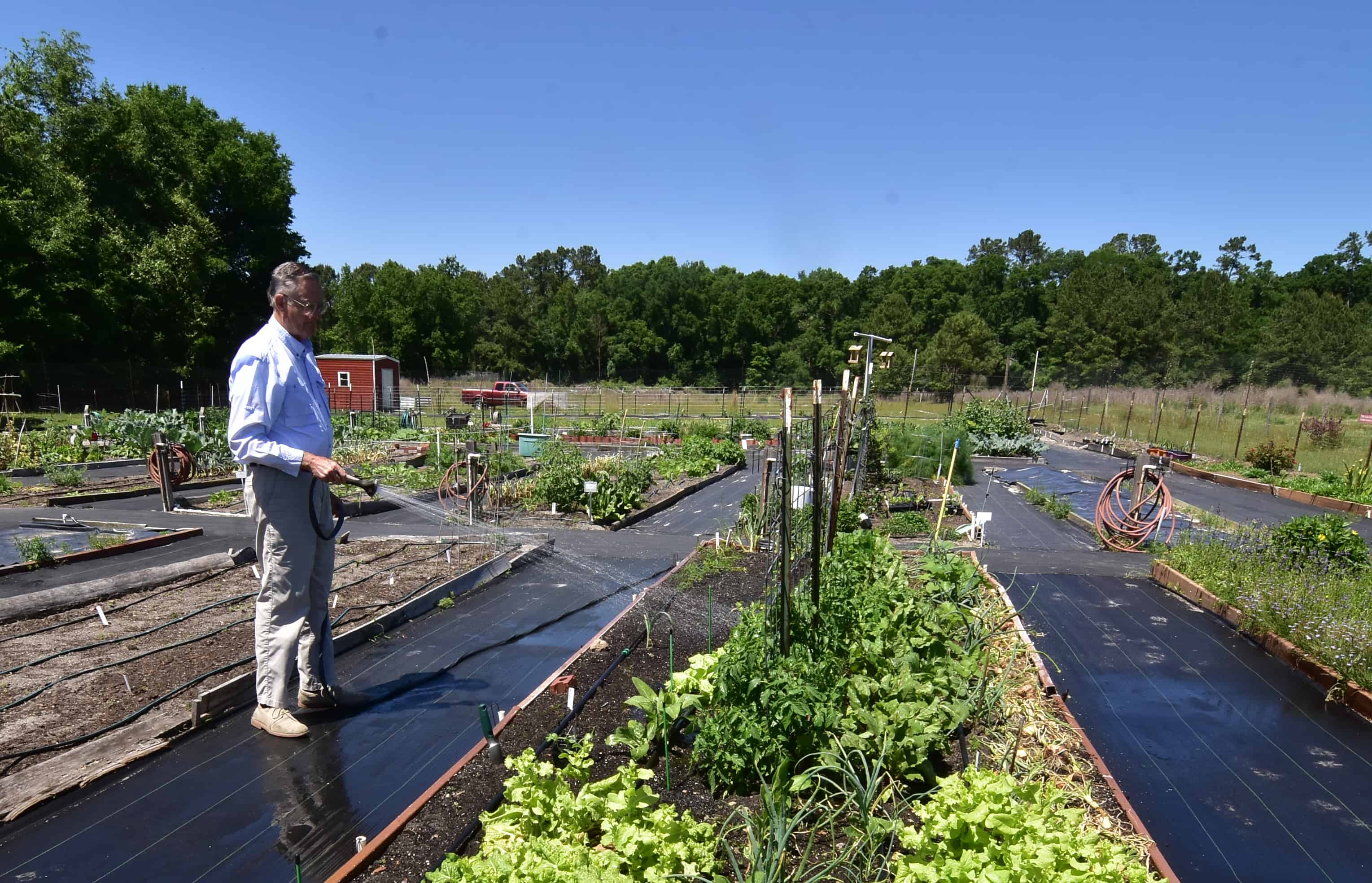 Senior citizen watering plants in a large garden